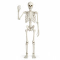 Halloween Skeleton Poseable Prop X9188