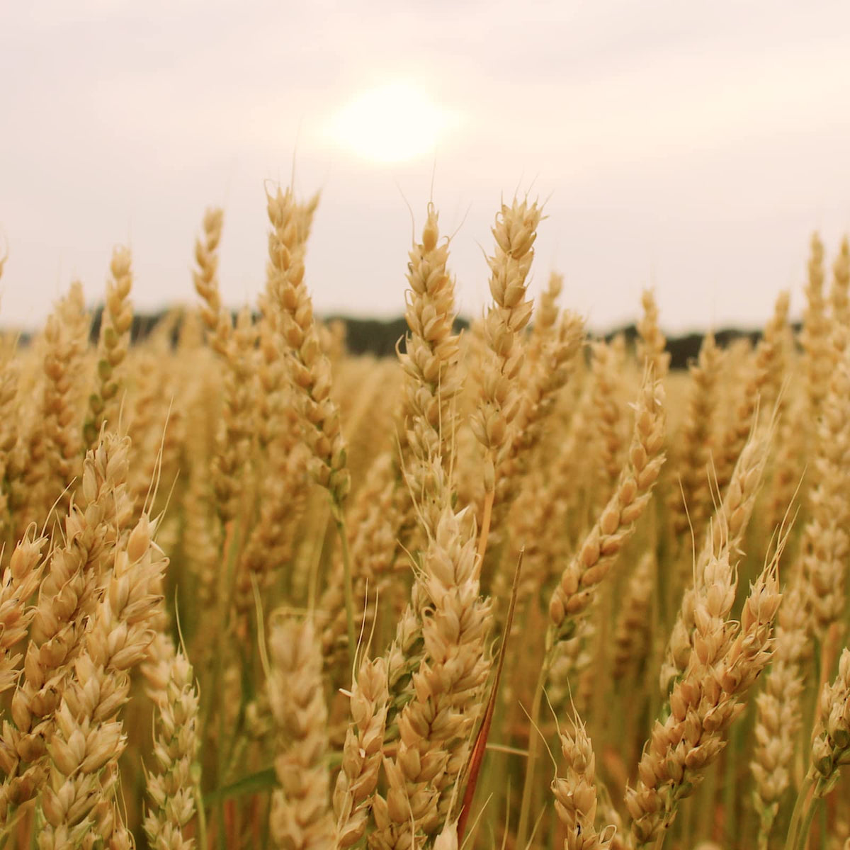Soft White Wheat Berries 25 Lbs A719
