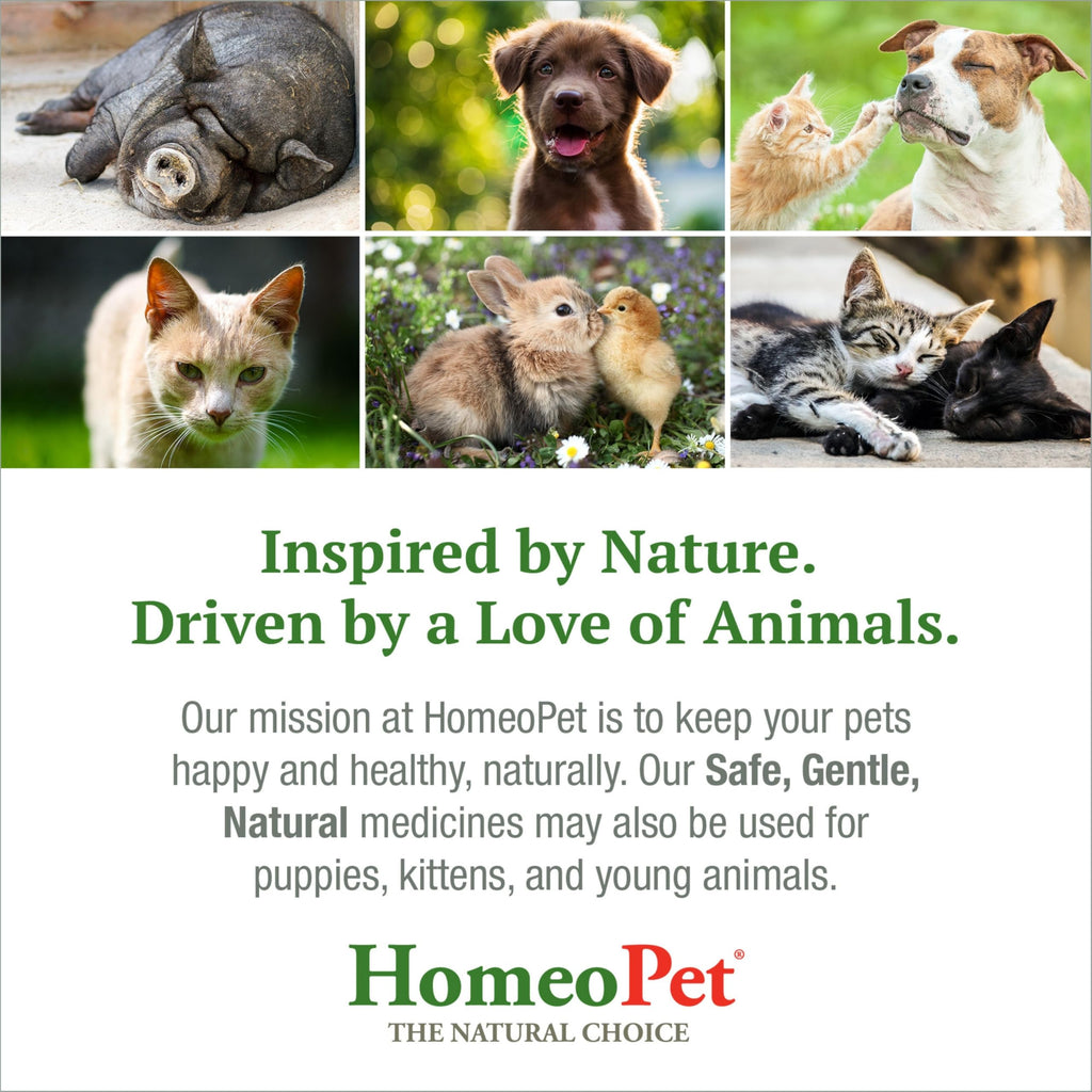Feline Skin and Itch Supplement 15 Milliliters P832