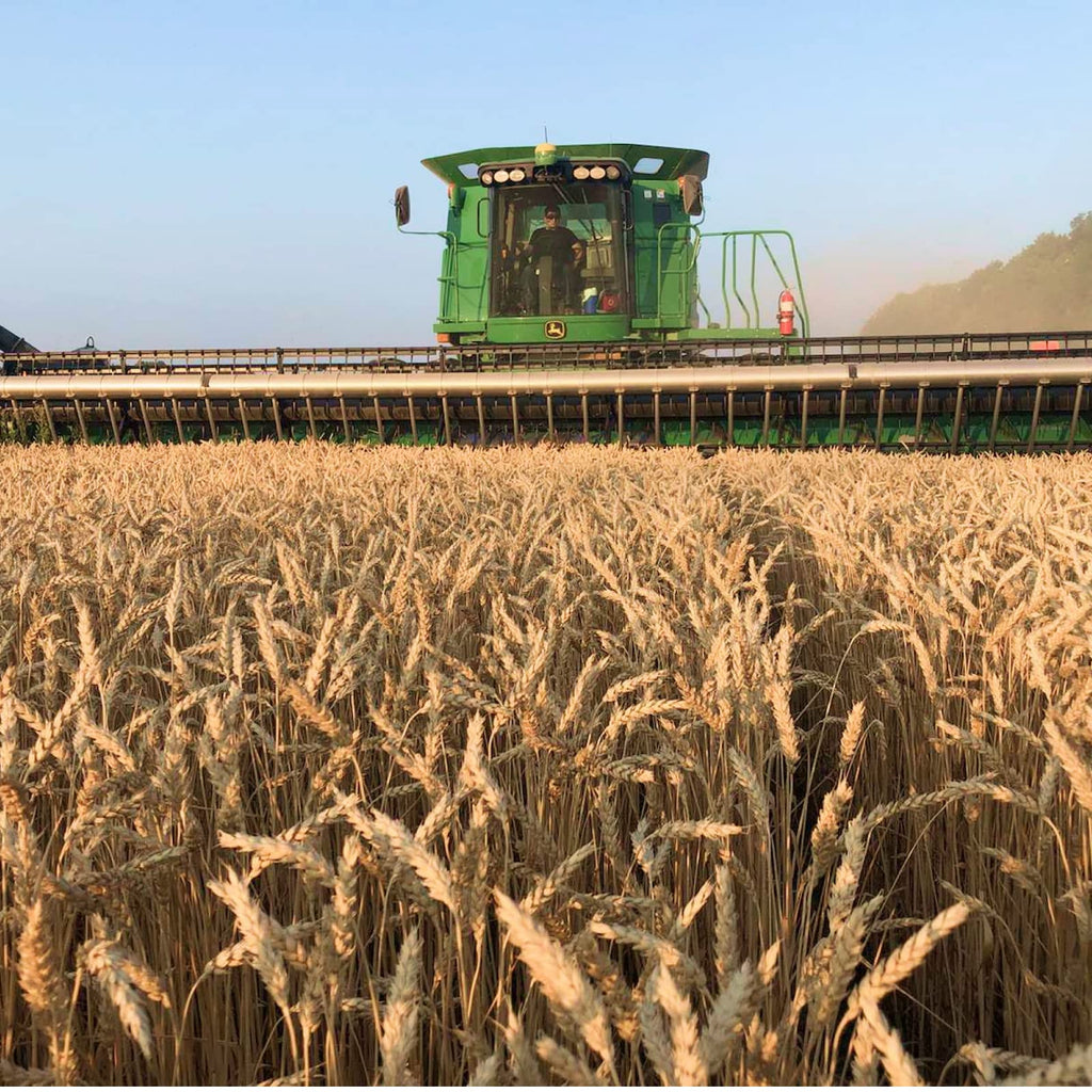 Soft White Wheat Berries 25 Lbs A719
